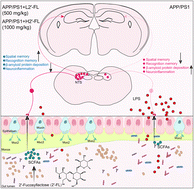 Graphical abstract: Human milk oligosaccharide 2′-fucosyllactose alleviates cognitive impairment via the vagal afferent pathway in Alzheimer's disease mice