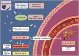 Graphical abstract: Pterostilbene attenuates intestinal barrier damage and secondary liver oxidative stress in a murine model of Clostridium difficile infection by regulating the gut microbiota