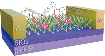 Graphical abstract: Unraveling energetics and states of adsorbing oxygen species with MoS2 for modulated work function