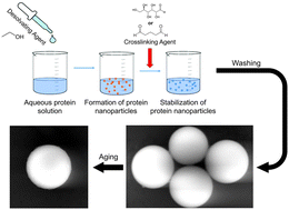 Graphical abstract: Preparation of bovine serum albumin nanospheres via desolvation: a study of synthesis, characterization, and aging