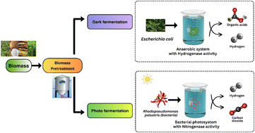Graphical abstract: Advancements in biohydrogen production – a comprehensive review of technologies, lifecycle analysis, and future scope