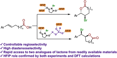 Graphical abstract: Controlling the regioselectivity of the bromolactonization reaction in HFIP