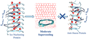 Graphical abstract: Water entropy at the threonine-rich surface of antifreeze and ice-nucleating proteins: small changes make a big difference