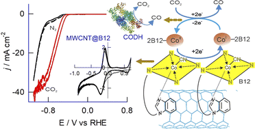Graphical abstract: Enzyme-mimicking redox-active vitamin B12 functionalized MWCNT catalyst for nearly 100% faradaic efficiency in electrochemical CO2 reduction