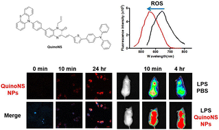 Graphical abstract: Design of a quinoxalinone-based AIE probe for the detection of ROS in in vitro and in vivo sepsis models