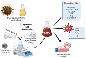 Graphical abstract: Selenium nanoparticles as antioxidants: green synthesis, characterization, and evaluation of bioactivity