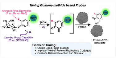 Graphical abstract: Tuning the efficiency of molecular probes via quinone methide-based in situ labeling