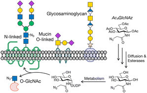 Graphical abstract: Achieving cell-type selectivity in metabolic oligosaccharide engineering