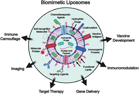 Graphical abstract: Biomimetic liposomes in drug delivery: from design mechanisms to applications