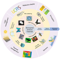 Graphical abstract: Bioinspired micro-nano photonic materials