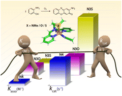 Graphical abstract: Bioinspired Cu(ii) complexes with tunable axial donors: unravelling structure–function correlations in phenoxazinone synthase mimics