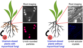 Graphical abstract: Arbuscular mycorrhizal fungi influence the speciation and subcellular abundance of uranium in plant roots