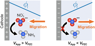 Graphical abstract: How the electric double layer impacts nitrate reduction to ammonia