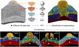Graphical abstract: Comparative structural analysis of stereom polymorphs in the sea urchin test