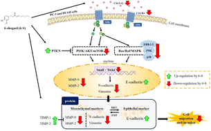 Graphical abstract: 6-Shogaol inhibits the cell motility of prostate cancer cells by suppressing the PI3K/AKT/mTOR and Ras/Raf/MAPK pathways with comparable effects to paclitaxel treatment