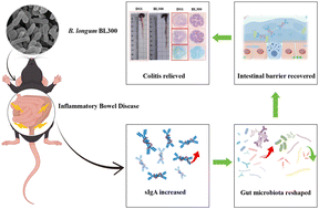 Graphical abstract: Bifidobacterium longum BL300 alleviates DSS-induced Colitis by promoting IgA-mediated Gut Microbiota homeostasis