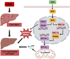 Graphical abstract: Chlorogenic acid promotes liver regeneration and repair after acetaminophen-induced liver injury via alleviating oxidative stress and enhancing fatty acid β-oxidation by activating Nrf2