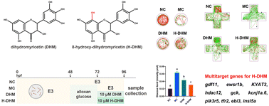 Graphical abstract: Superior neurometabolic protection by 8-hydroxy-dihydromyricetin over dihydromyricetin in diabetic zebrafish: insights from integrated metabolomics and transcriptomics