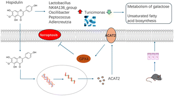 Graphical abstract: Dietary hispidulin ameliorated chemically-induced colitis by inhibiting epithelial cell ferroptosis via the ACAT2-GPX4 axis and remodeling the gut microbiota