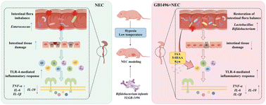Graphical abstract: From microbiota to metabolomics: how Bifidobacterium infantis YLGB-1496 shields neonates from necrotizing enterocolitis
