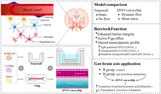 Graphical abstract: A microfluidic chip recapitulating the human neurovascular unit with a functional blood–brain barrier for modeling gut–brain interactions