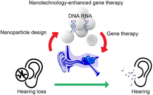 Graphical abstract: Nanotechnology-enhanced gene therapy for hearing loss