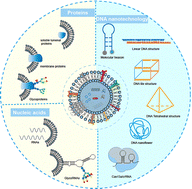 Graphical abstract: DNA nanotechnology-enabled bioanalysis of extracellular vesicles