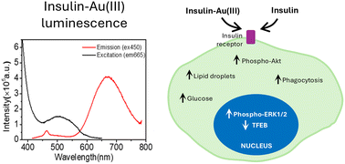 Graphical abstract: Luminescent insulin–Au(iii) conjugate retains insulin biological properties in human microglia