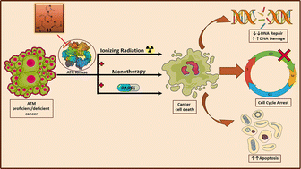 Graphical abstract: Development of quinazoline based ATR inhibitors as targeted therapeutics for ATM-deficient and ATM-proficient cancers
