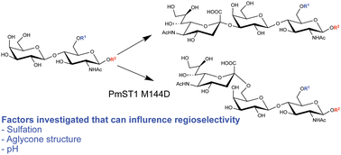 Graphical abstract: Determinants of undesired α2-6-sialoside formation by PmST1 M144D