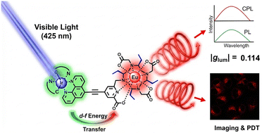 Graphical abstract: Breaking the excitation barrier: visible-light-harvesting Ir(iii)–Eu(iii) dyads for circularly polarized luminescence and theranostics