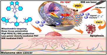 Graphical abstract: Near-infrared light-activatable iridium(iii) complexes for synergistic photodynamic and photochemotherapy