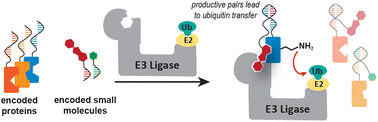 Graphical abstract: A method to identify small molecule/protein pairs susceptible to protein ubiquitination by the CRBN E3 ligase