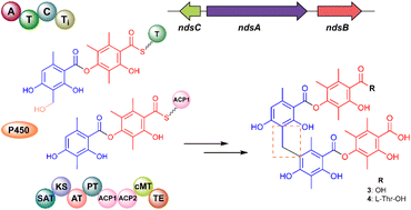 Graphical abstract: Heterologous expression of an in planta-upregulated gene cluster in the wheat pathogen Parastagonospora nodorum establishes the biosynthesis of methylene-bridged depsides