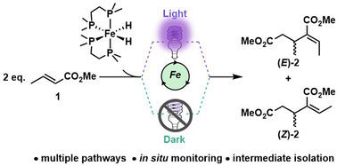 Graphical abstract: Molecular-level insight into the multiple mechanistic pathways in iron-catalysed alkene dimerisation
