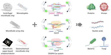 Graphical abstract: Microfluidic platforms for CRISPR-based biosensing advancing molecular diagnostics from benchtop to point-of-care