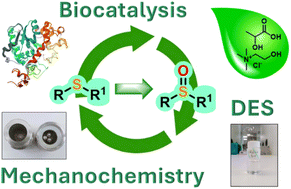 Graphical abstract: Mechano-enzymatic and deep eutectic solvent (DES) mediated sulfoxidation reactions: a comparison study