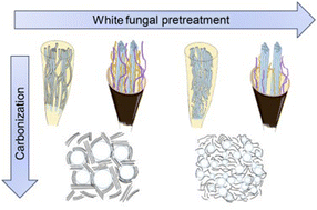 Graphical abstract: Biological pretreatment of bamboo biomass toward hierarchical carbon architectures for high-rate sodium storage