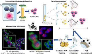 Graphical abstract: Revealing the mechanism of synergistic antibacterial effect of silver nanoparticles in combination with vancomycin against Enterococcus species by fluorescence microscopy visualization