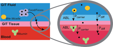 Graphical abstract: Modelling oral up-take of hydrophobic and super-hydrophobic chemicals in fish