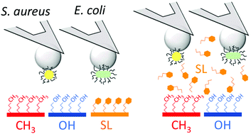 Graphical abstract: Nanoscale antiadhesion properties of sophorolipid-coated surfaces against pathogenic bacteria