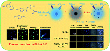 Graphical abstract: Lysosome targeting, Cr(vi) and l-AA sensing, and cell imaging based on N-doped blue-fluorescence carbon dots