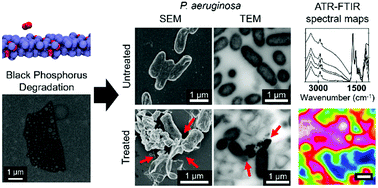 Graphical abstract: Illuminating the biochemical interaction of antimicrobial few-layer black phosphorus with microbial cells using synchrotron macro-ATR-FTIR