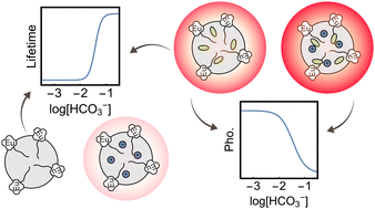 Graphical abstract: A europium(iii)-based nanooptode for bicarbonate sensing – a multicomponent approach to sensor materials