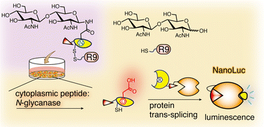 Graphical abstract: Luminescence detection of peptide:N-glycanase activity using engineered split inteins