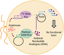 Graphical abstract: VITAS, a sensitive in vivo selection assay to discover enzymes producing antiviral natural products