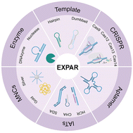 Graphical abstract: EXPAR for biosensing: recent developments and applications