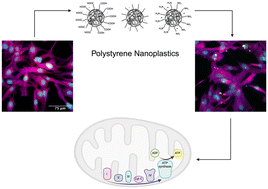 Graphical abstract: Phenotypic profiling reveals polystyrene nanoplastics elicit sublethal and lethal effects on cellular morphology in rainbow trout gill epithelial cells