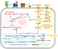 Graphical abstract: Efficient production of citric acid from lignocellulose hydrolysate by metabolically engineered Yarrowia lipolytica
