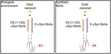 Graphical abstract: Nanorod-associated plasmonic circular dichroism monitors the handedness and composition of α-synuclein fibrils from Parkinson's disease models and post-mortem brain